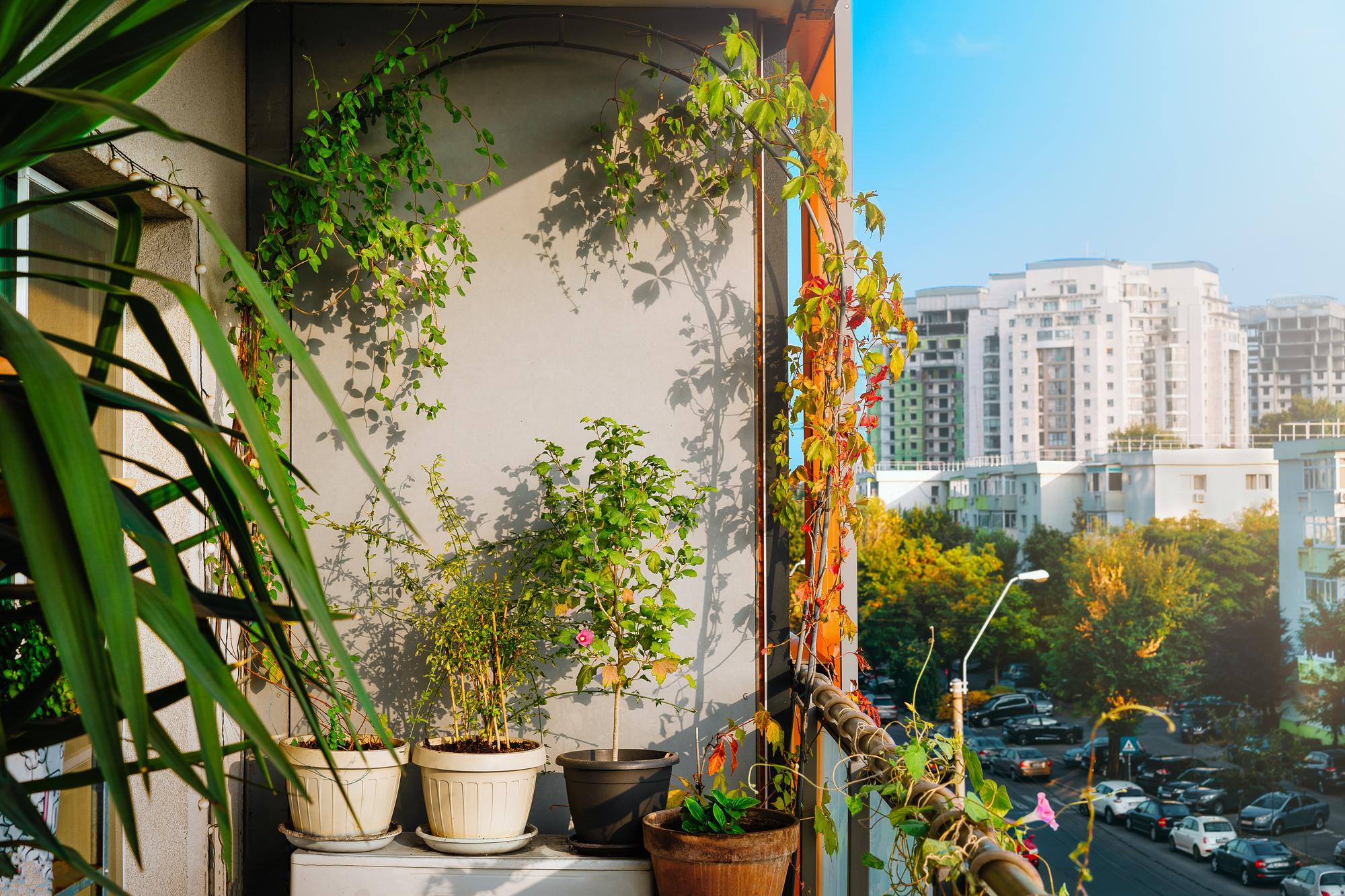 sunlit balcony overview